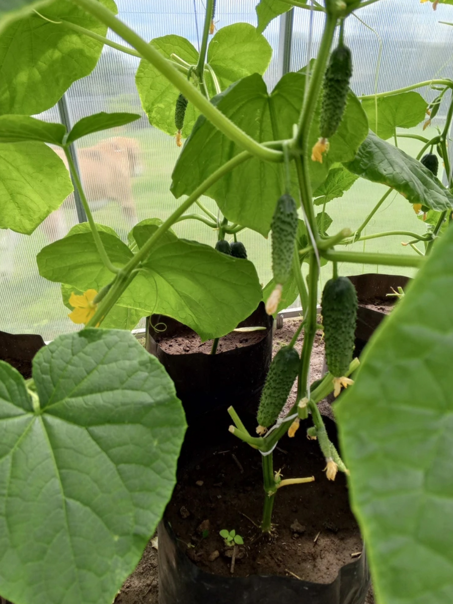 Пакеты в деле 4