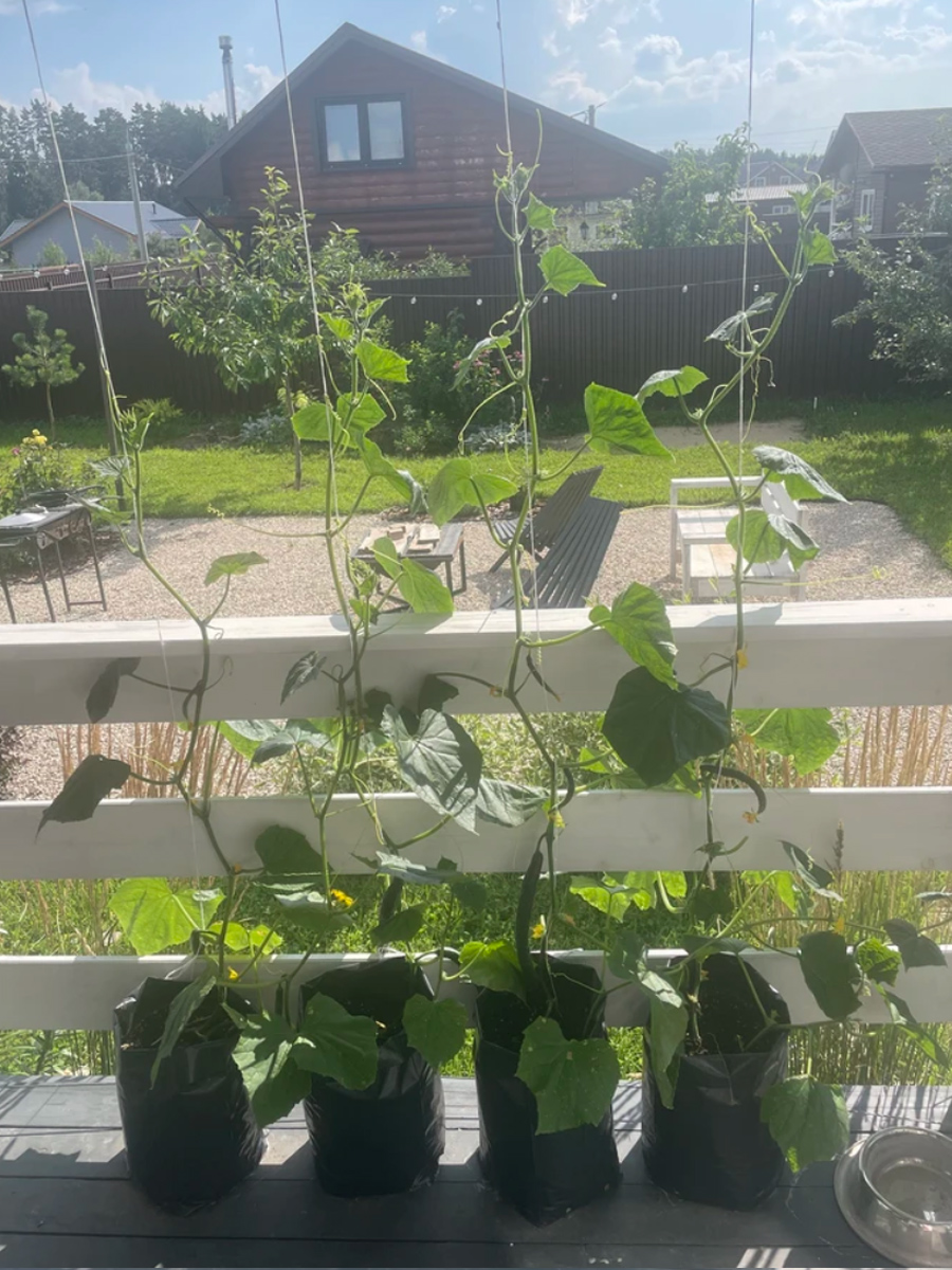 Пакеты у наших покупателей 1