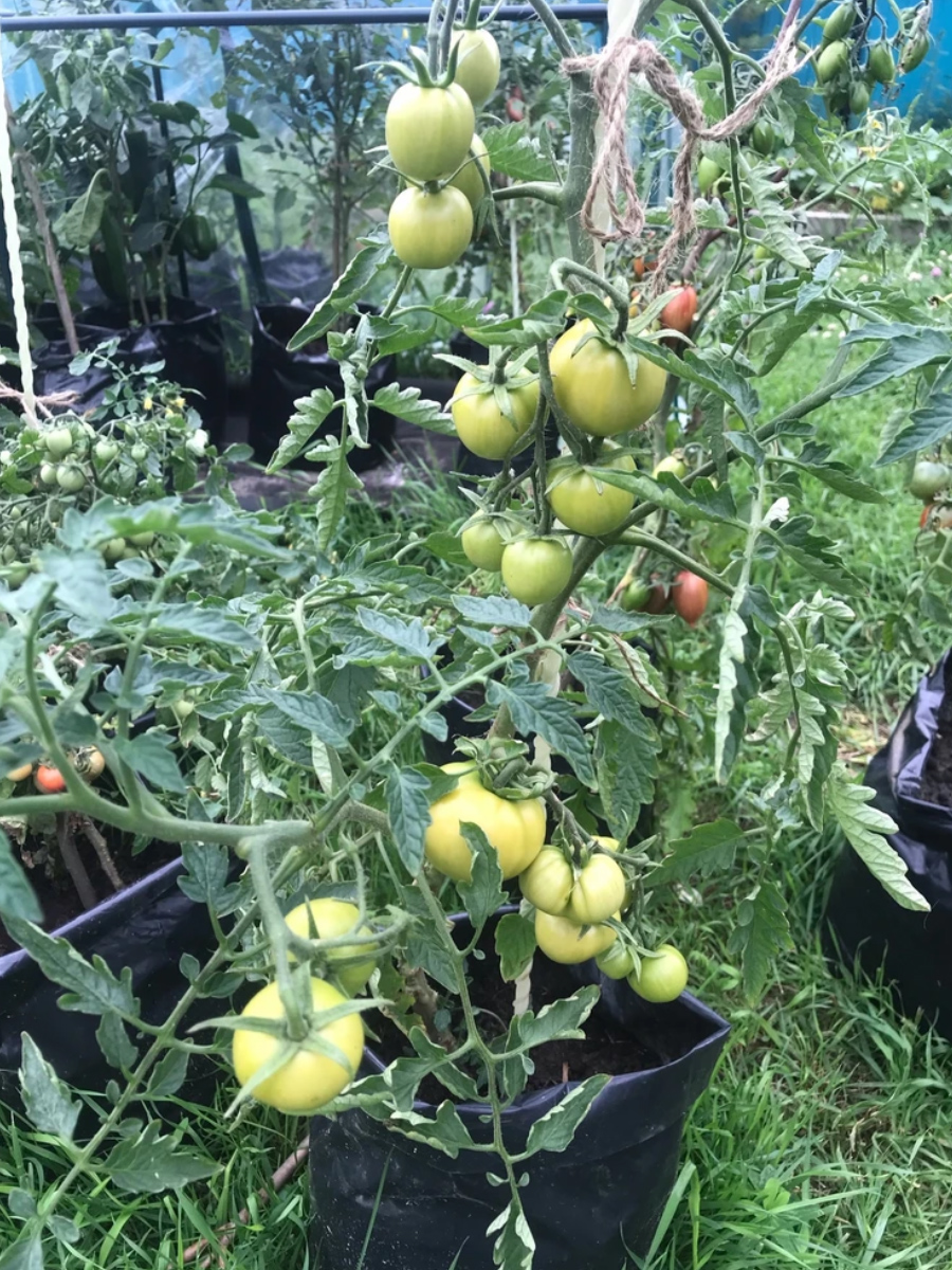 Помидоры в 10 литрах